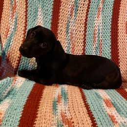Dachshund Puppies from Yellowstone Dachshunds