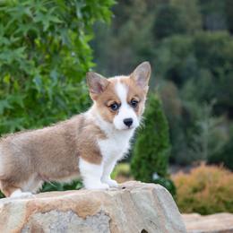 Bowie - Red male Pembroke Welsh Corgi puppy in Manchester, Kentucky from Riverside Corgis