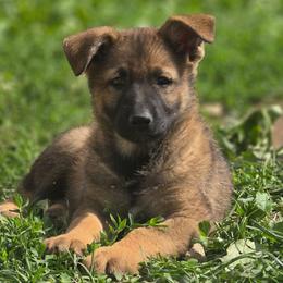 Athena - Sable female German Shepherd puppy in Darlington, Wisconsin from Outlier Kennel