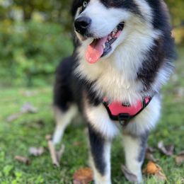 Pomsky Puppies from Paris Pomskies