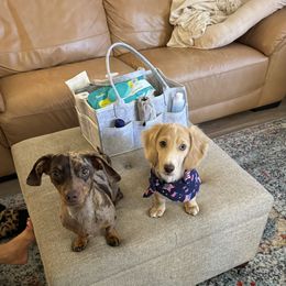 Dachshund and French Bulldog All Grown Up from Slash O Kennels