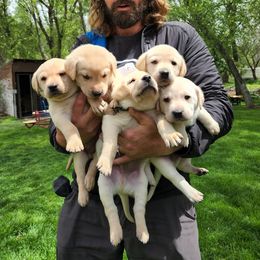 Labrador Retriever Puppies from Labs of Cottonhollow
