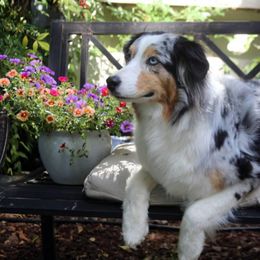 Australian Shepherds from Brody Aussies
