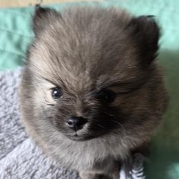 Nova - Cream sable female Pomeranian puppy in Hooksett, New Hampshire from Granite State Pomeranians