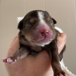 Patsy - Chocolate female Pomsky puppy in Cottrellville, Michigan from My Half Pint Pups
