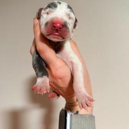 Ciarra - Harlequin female Great Dane puppy in Jerusalem, Arkansas from Mara Danes