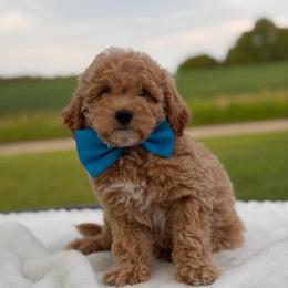 Boomer - Apricot male Goldendoodle puppy in Estesburg, Kentucky from Wet Goldendoodle Kisses