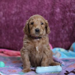 Goldendoodle Puppies from Faith Breeders