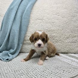 Ash - Red  female Goldendoodle puppy in Floyd, Virginia from Hearts and Paws Poodles and Doodles