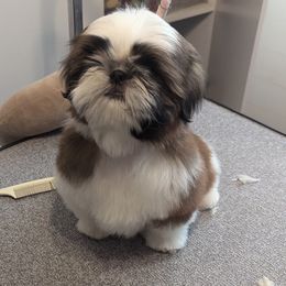 Shih Tzus from Soaring Spirit Shih Tzu