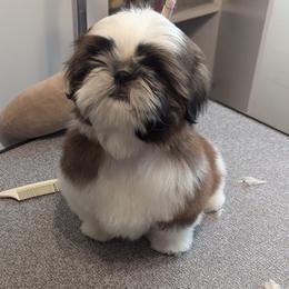 Shih Tzus from Soaring Spirit Shih Tzu