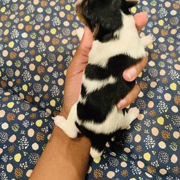 Yorkipoo and Yorkshire Terrier Puppies from Bougie Paws llc