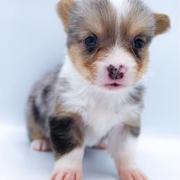 Thumper - Blue merle and white male American Corgi puppy in Star City, Arkansas from T4 Farms