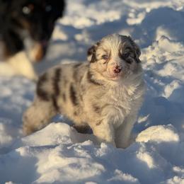 Gravy - Red merle male Australian Shepherd puppy in Argyle, Iowa from Country Time Kennels