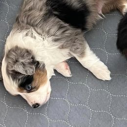 Miniature Australian Shepherds and Toy Australian Shepherds from Chisholm Trail Aussies