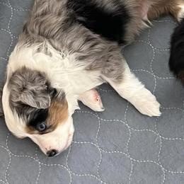 Miniature Australian Shepherds and Toy Australian Shepherds from Chisholm Trail Aussies