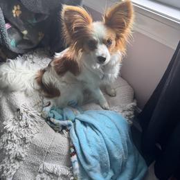 Trixie - Papillon