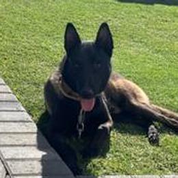 Belgian Malinois and German Shepherds from The Hills Have Eyes