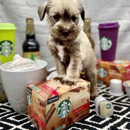 Miniature Schnauzer Puppies from Schnauzers on Robinson Lane