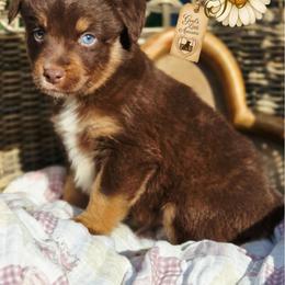 Ryder - Price 1850 - Red tri male Miniature Australian Shepherd puppy in Ennis, Texas from God’s Little Aussies