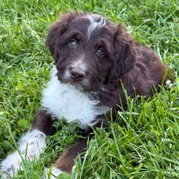Dark Blue Boy - Brown and white male Aussiedoodle puppy in Centerburg, Ohio from A Dose Of Doodle