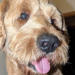 Goldendoodles and Poodles from Doodles to Love