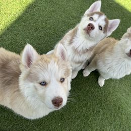 Siberian Husky Puppies from Young Orchard Siberians