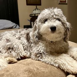 Aussiedoodles, Goldendoodles, and Pyredoodles from Gray Doodles