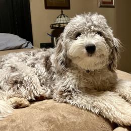 Aussiedoodles, Goldendoodles, and Pyredoodles from Gray Doodles
