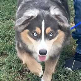 Willow - Miniature Australian Shepherd