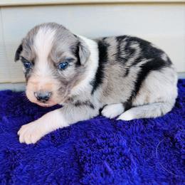 Opal - Blue merle female Australian Shepherd puppy in Charlotte, North Carolina from Awesome Aussies