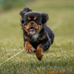 Meant To Be Nala Of The Night Sky - Black and tan female Cavalier King Charles Spaniel puppy in Meredith, New Hampshire from Meant To Be Cavalier King Charles Spaniels