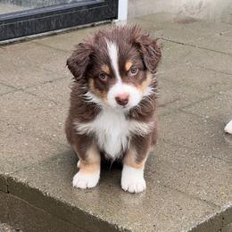 Buck - Red tri-color male Australian Shepherd puppy in Sedro Woolley, Washington from CTR Farmstead