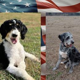Bernedoodle puppies from Bethel Doodle Ranch