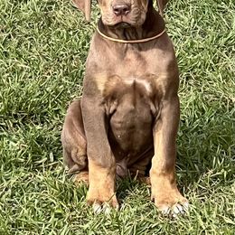 Ruler - Chocolate male Catahoula Leopard Dog puppy in Forbes, Minnesota from North Country Catahoulas
