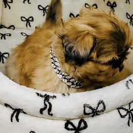 Chihuahuas, French Bulldogs, and Shih Tzus from Imperial Shih Tzu