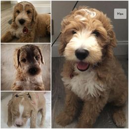 Goldendoodle Puppies from Melodies Daytona Doodles