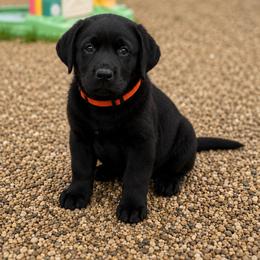 Kid - Black male Labrador Retriever puppy in Baldwin City, Kansas from Hedge Lane Labradors