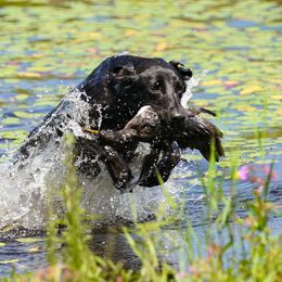 Golden Retriever and Labrador Retriever All Grown Up from Steve Lambert's Labrador Retrievers and Golden Retrievers