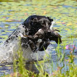 Golden Retriever and Labrador Retriever All Grown Up from Steve Lambert's Labrador Retrievers and Golden Retrievers
