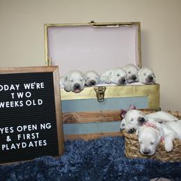 Golden Retriever Puppies from Skarlotte Goldens