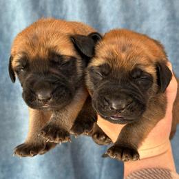 Raphael - Apricot male Mastiff puppy in Wewoka, Oklahoma from P Diamond Mastiffs