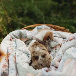 American Corgi and Pembroke Welsh Corgi Puppies from Dollhouse Farm