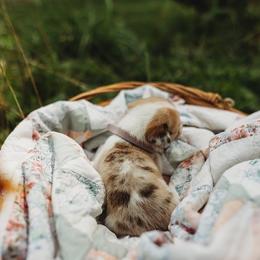 American Corgi and Pembroke Welsh Corgi Puppies from Dollhouse Farm