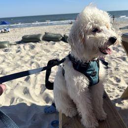 Chase - Poodle