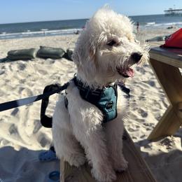 Chase - Poodle