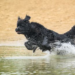 Jammer - Newfoundland