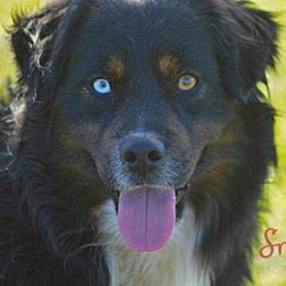 Australian Shepherds, Miniature American Shepherds, Miniature Australian Shepherds, and Toy Australian Shepherds from HP Aussie Kennels