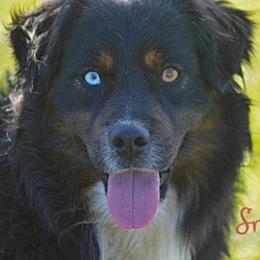 Australian Shepherds, Miniature American Shepherds, Miniature Australian Shepherds, and Toy Australian Shepherds from HP Aussie Kennels
