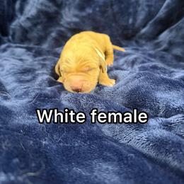 White - Golden female Golden Retriever puppy in Salt Lake City, Utah from Soaring golden retrievers
